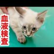 猫エイズ・白血病検査を受けた保護子猫の検査結果
