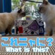 バーマン猫ラフとガブ【これニャに？】What is this?（バーマン猫）Birman/Cat