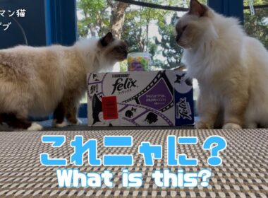 バーマン猫ラフとガブ【これニャに？】What is this?（バーマン猫）Birman/Cat