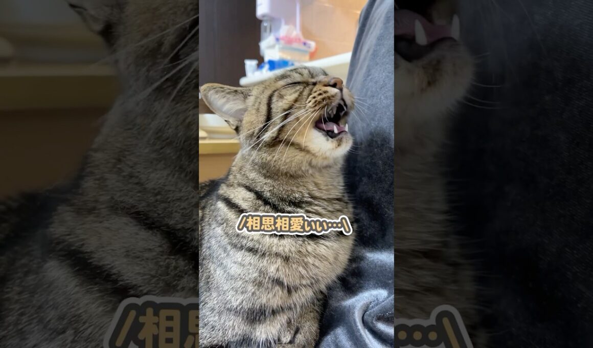 大好きなママのお膝の上で、ぼそっと「好きぃ…」と囁く猫