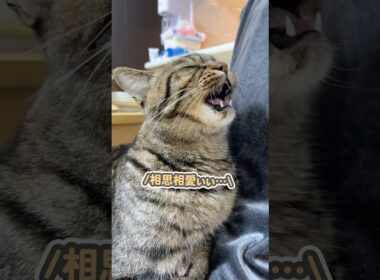 大好きなママのお膝の上で、ぼそっと「好きぃ…」と囁く猫