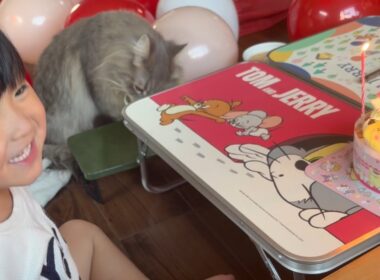 誕生日会に参加する猫、しない猫　サイベリアン