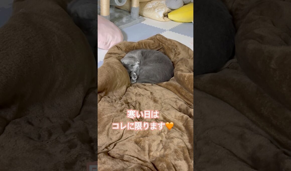 寒い日はコレに限る❤️ #猫 #ロシアンブルー #猫のいる暮らし  #shorts