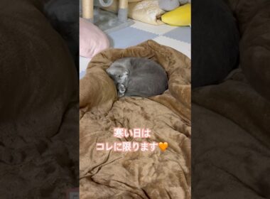 寒い日はコレに限る❤️ #猫 #ロシアンブルー #猫のいる暮らし  #shorts