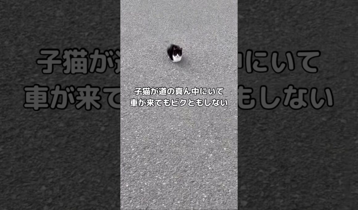 目ヤニ・泥だらけ・排便まみれだった野良猫を保護したお話。 #野良猫 #保護猫 #shorts