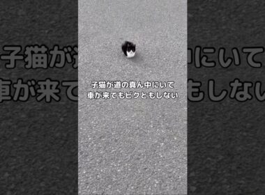 目ヤニ・泥だらけ・排便まみれだった野良猫を保護したお話。 #野良猫 #保護猫 #shorts