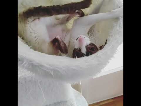 Cornish Rex Gioia!!! Beautiful baby!!!