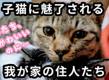 【迷い猫？子猫保護・続き】おしゃべり子猫、先住猫と対面。天真爛漫な子猫が先住猫を虜にしていく姿が微笑まし過ぎる