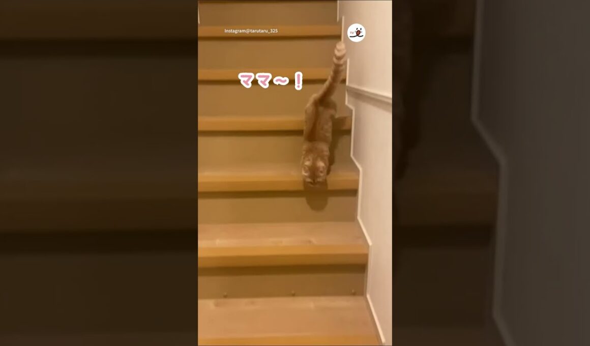 ママ〜って言いながらお出迎えする猫さん｜PECO #猫の鳴き声 #meowing