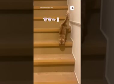 ママ〜って言いながらお出迎えする猫さん｜PECO #猫の鳴き声 #meowing