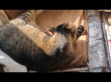 11/6 何も考えて無さそうなネコを配信中。#cat #こたろー #キジトラ #猫のいる暮らし