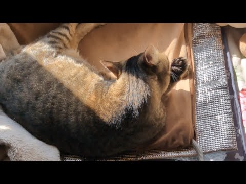 11/6 何も考えて無さそうなネコを配信中。#cat #こたろー #キジトラ #猫のいる暮らし