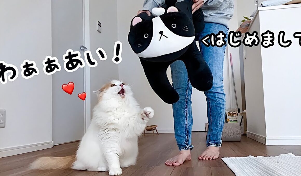 新しいぬいぐるみに本当の兄弟のように喜んで接する猫に涙...