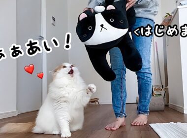 新しいぬいぐるみに本当の兄弟のように喜んで接する猫に涙...