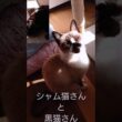 シャム猫さんと黒猫さん#猫#ねこ#cat#かわいい#Shorts