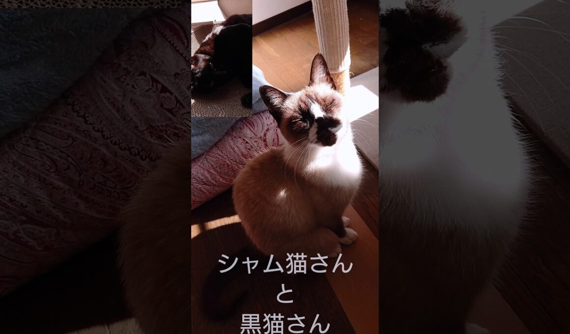 シャム猫さんと黒猫さん#猫#ねこ#cat#かわいい#Shorts