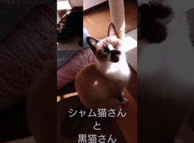 シャム猫さんと黒猫さん#猫#ねこ#cat#かわいい#Shorts