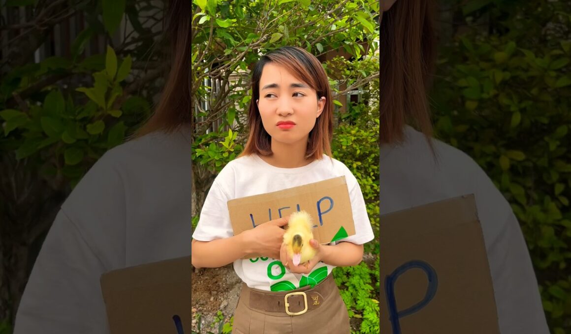 The girl need money but..#shorts #cats #cat #duck