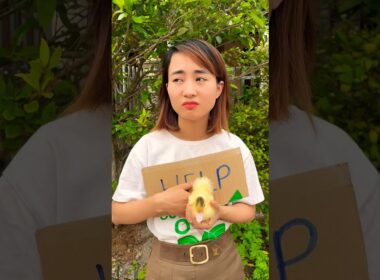 The girl need money but..#shorts #cats #cat #duck