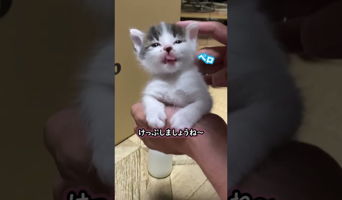 ミルクでお腹いっぱいの保護子猫が可愛い　#shorts  #子猫 #保護猫 #かわいい子猫 #ねこ #猫のいる暮らし #kitten