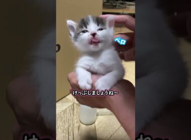 ミルクでお腹いっぱいの保護子猫が可愛い　#shorts  #子猫 #保護猫 #かわいい子猫 #ねこ #猫のいる暮らし #kitten