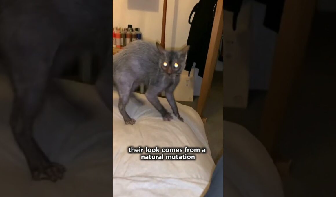 Top 4 Rarest Cat Breeds You’ve Never Seen Before!