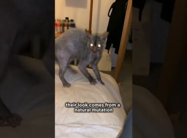 Top 4 Rarest Cat Breeds You’ve Never Seen Before!