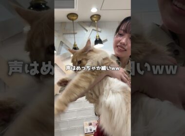メインクーンってどんな猫？ #猫のいる暮らし  #猫カフェmocha #ねこ