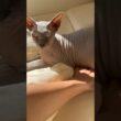 猫スルタンの可愛いお腹に手を突っ込みたくなる【スフィンクス】