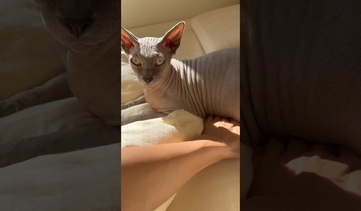 猫スルタンの可愛いお腹に手を突っ込みたくなる【スフィンクス】