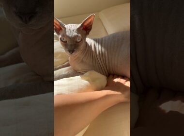 猫スルタンの可愛いお腹に手を突っ込みたくなる【スフィンクス】