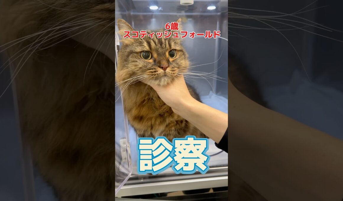 何度もトイレに行くが、尿が出ない6歳のスコティッシュフォールドが動物病院にやって来た！