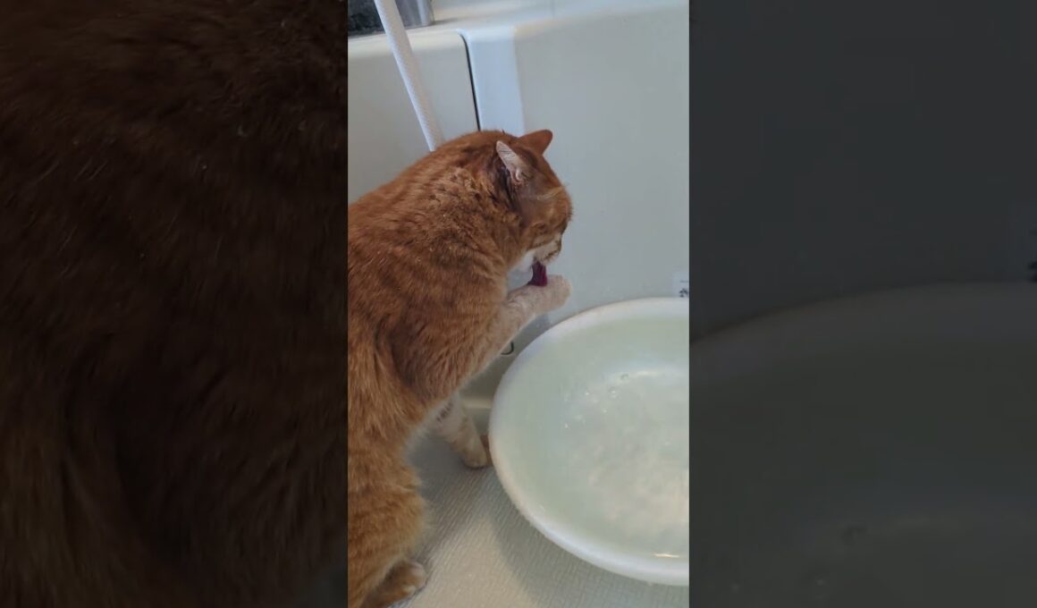 スプラッシュキャット #保護猫