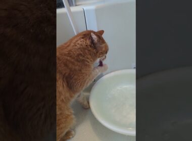 スプラッシュキャット #保護猫