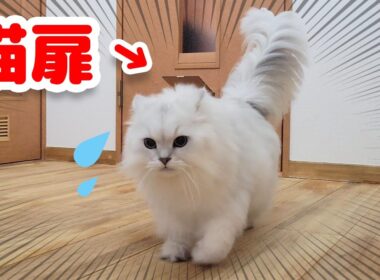 猫扉恐怖症になってしまいました...