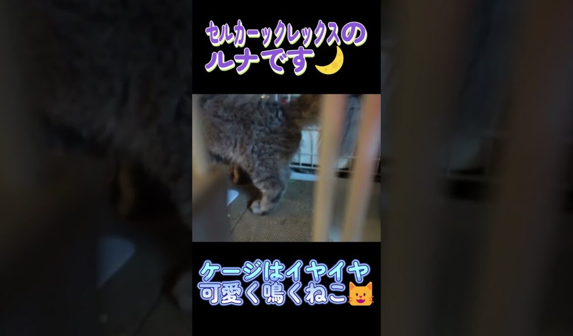 ケージはイヤイヤ 可愛く鳴く猫 #セルカークレックス #ネコ #子猫 #猫好きさんと繋がりたい #ねこ #cat #猫のいる暮らし