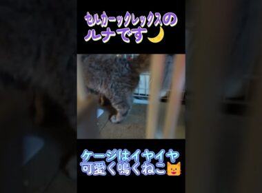 ケージはイヤイヤ 可愛く鳴く猫 #セルカークレックス #ネコ #子猫 #猫好きさんと繋がりたい #ねこ #cat #猫のいる暮らし