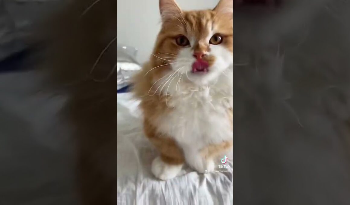 うに、ちゅ〜るが好き         #shorts#猫#マンチカン#pet#cat#munchkin#catlover#catlife#catlifestyle#youtube#youtuber