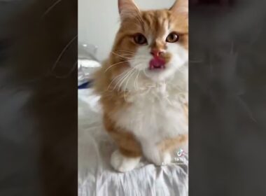 うに、ちゅ〜るが好き         #shorts#猫#マンチカン#pet#cat#munchkin#catlover#catlife#catlifestyle#youtube#youtuber