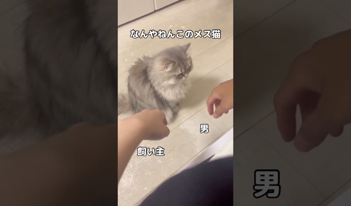 本当に悲しい、たまにじゃなくて割と毎日私が見てない間にやられる #猫 #ペルシャ猫 #ツンデレ #shorts