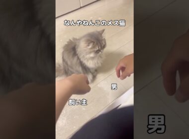 本当に悲しい、たまにじゃなくて割と毎日私が見てない間にやられる #猫 #ペルシャ猫 #ツンデレ #shorts