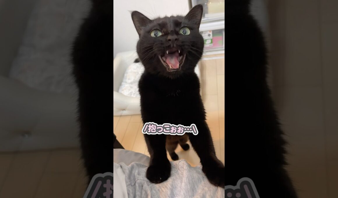 「抱っこしてぇぇっ」と、大好きなパパに駆け寄って甘える猫