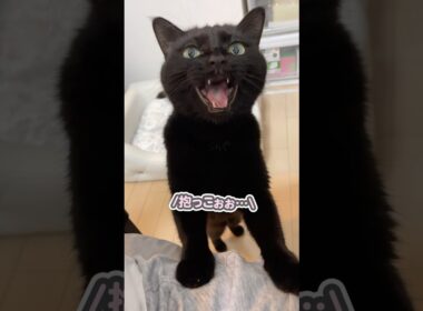 「抱っこしてぇぇっ」と、大好きなパパに駆け寄って甘える猫