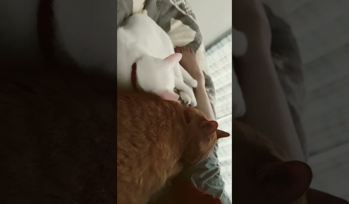 夢の中で何を見てるんだろにゃ😊🫣🤔🤣🤫🩷❤️💕