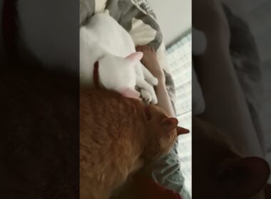 夢の中で何を見てるんだろにゃ😊🫣🤔🤣🤫🩷❤️💕