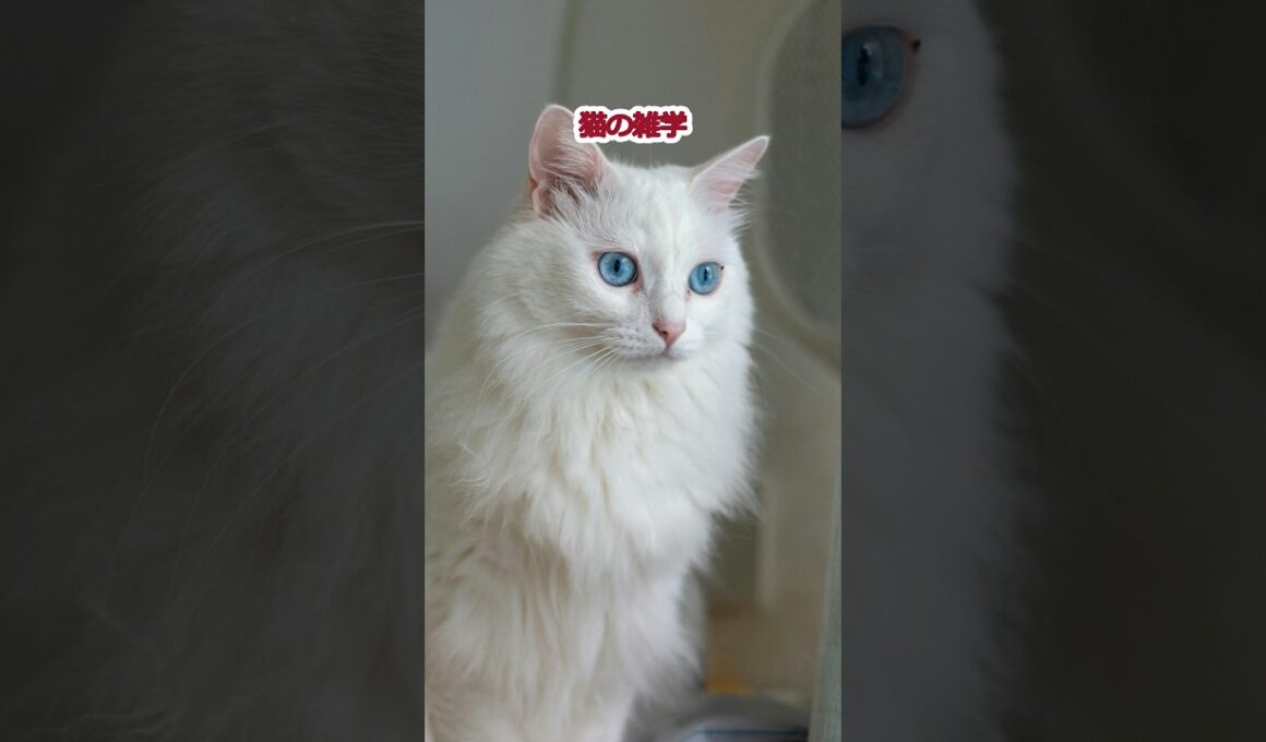 猫の雑学27