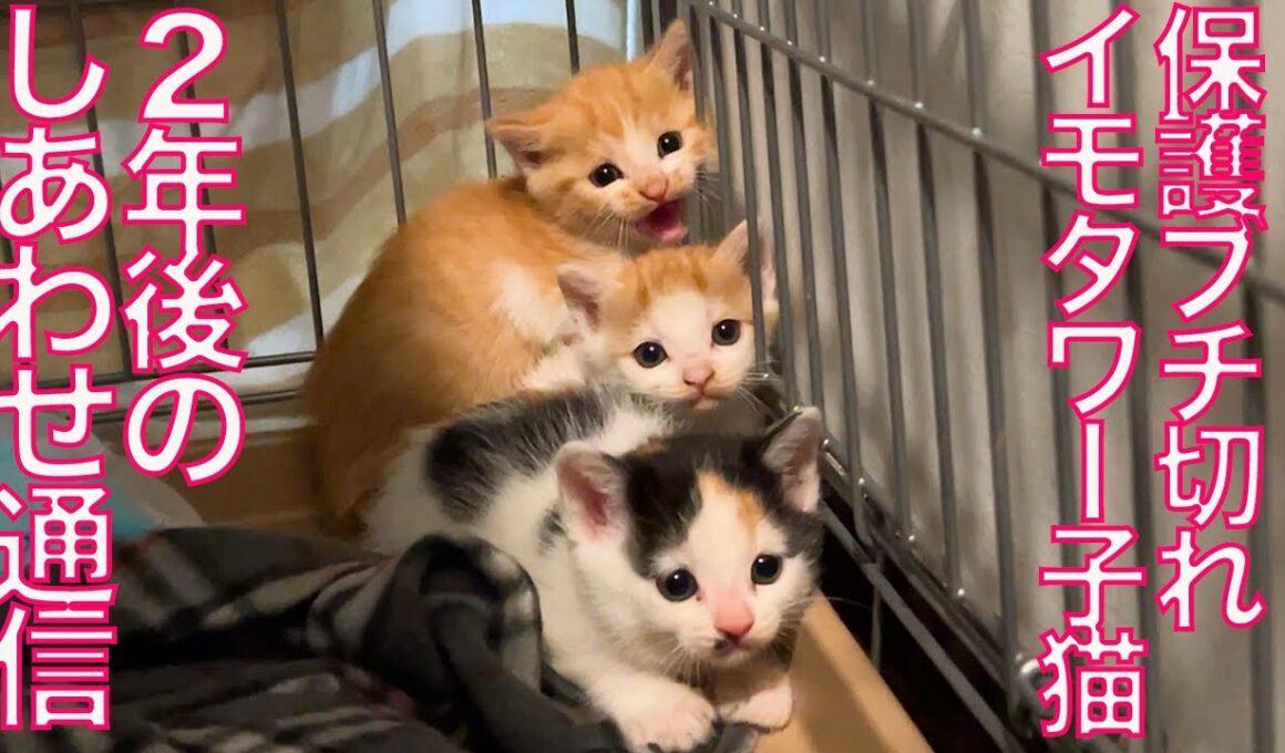 激おこイモタワー子猫、2年後のしあわせ通信 the aftermath of the the  rescued raging kitty "Kento"