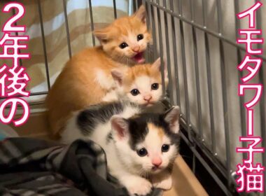 激おこイモタワー子猫、2年後のしあわせ通信 the aftermath of the the  rescued raging kitty "Kento"