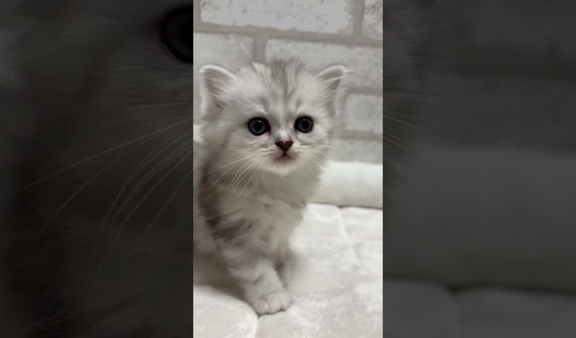 マンチカン シルバータビー＆ホワイトの女の子💓