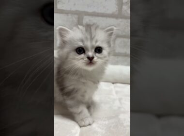 マンチカン シルバータビー＆ホワイトの女の子💓